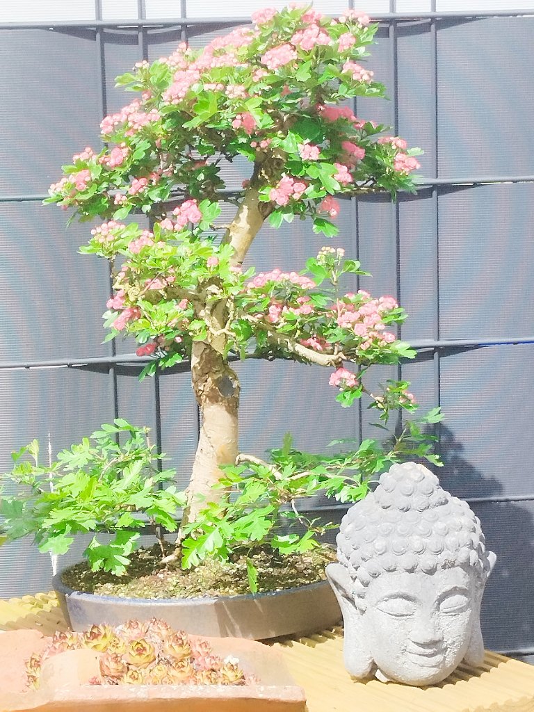 1000009083.jpg