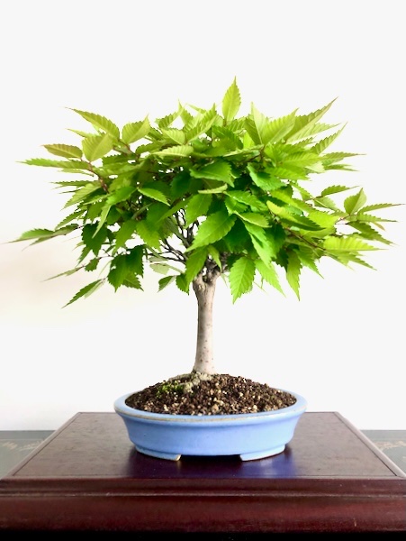 Zelkova serrata, Mai 2024.