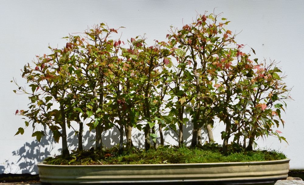 Ginnalawald groß 18.5.24.jpg