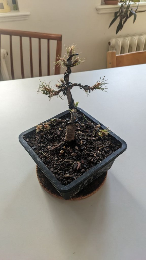pinus_mugo_1.jpg