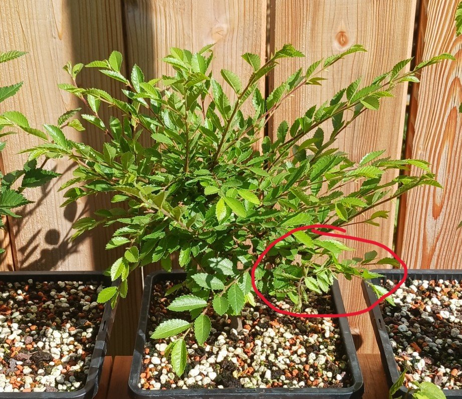 Die kleine Ulme in der Sonne.