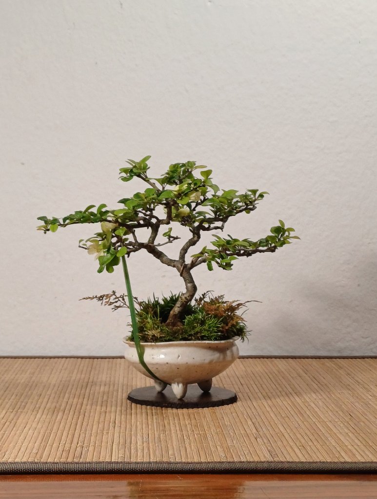Japanische Zierquitte (von Lotte geerbt)