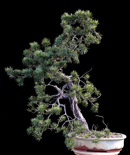 Sylvestris3.jpg