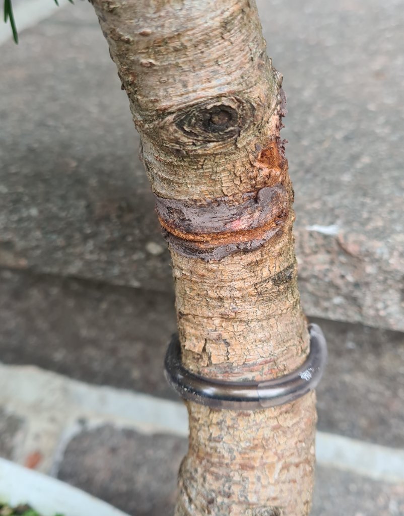 Detailaufnahme des Schnittes nach ca. 5 Monaten