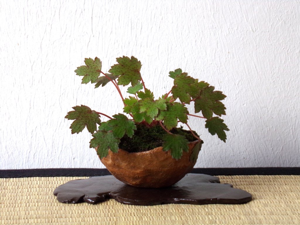 Saxifraga umgesetzt in größerer Schale