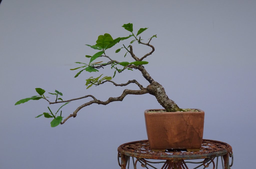 Ende Mai 2024<br />Höhe 26 cm