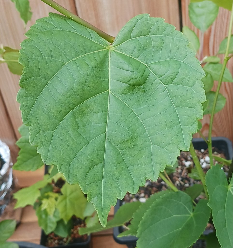 Beginnende Chlorose an einem Lindenblatt