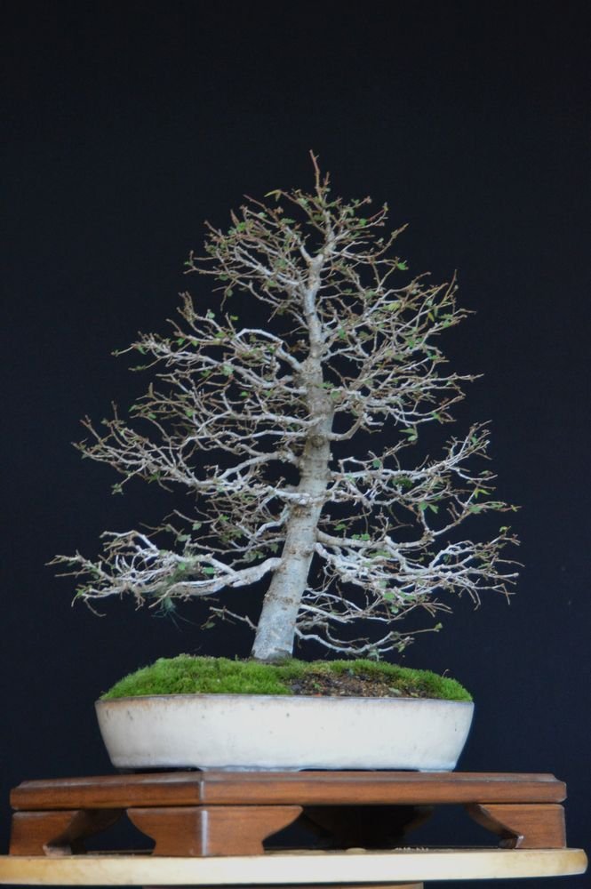 Zelkova s., Aufbau 2.6.24.jpg