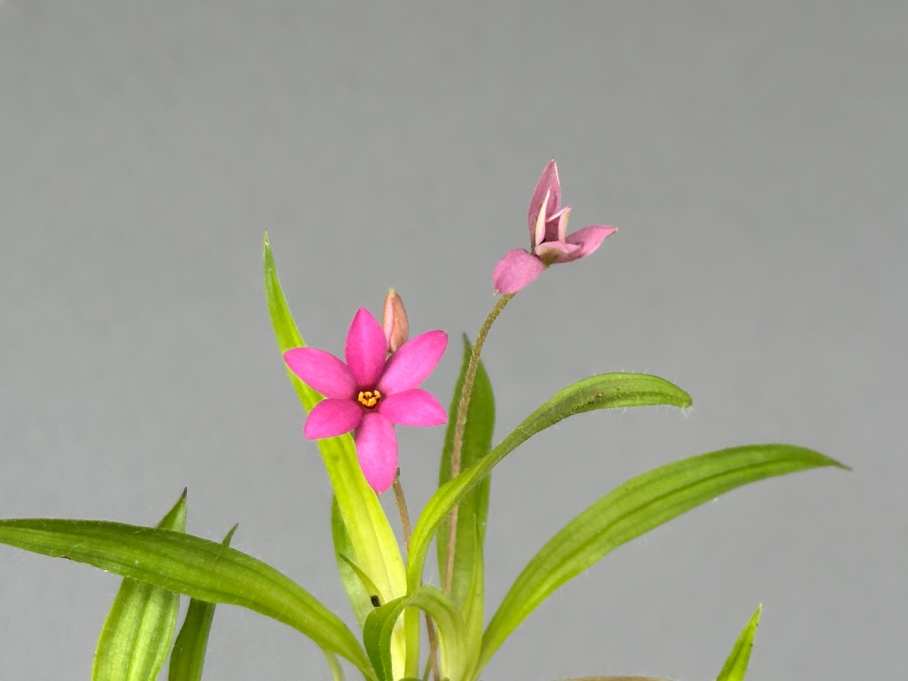 Rhodohypoxis