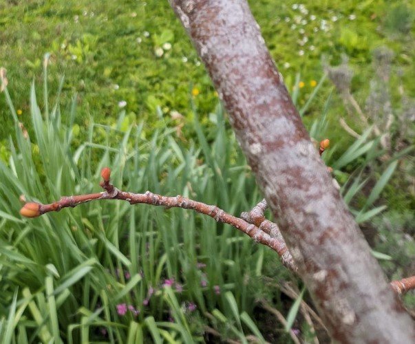 Linde Knospen 1.jpg
