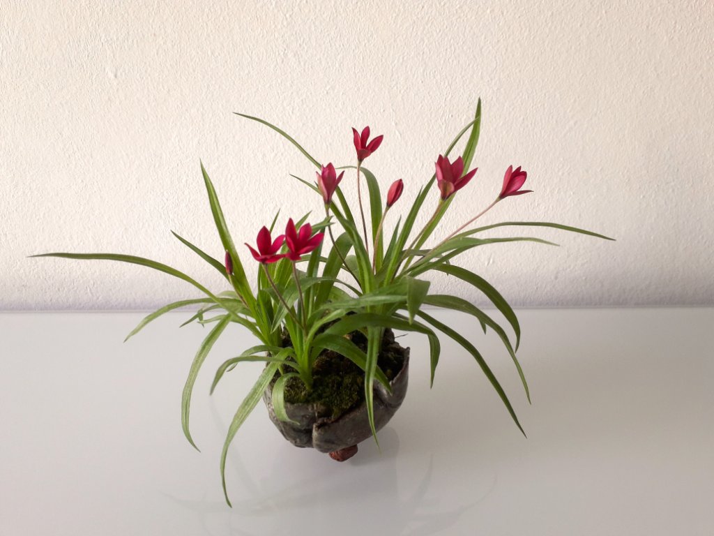 Inzwischen sind mehr Blüten entstanden