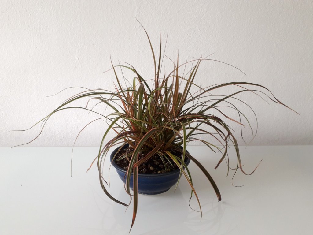 vielleicht sollte ich stattdessen ein Teil vom Mahagonigras nehmen