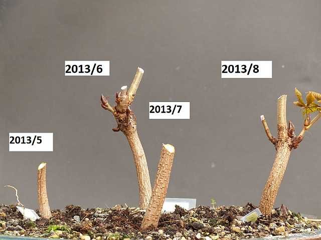 P1030878_13.7_kd.jpg