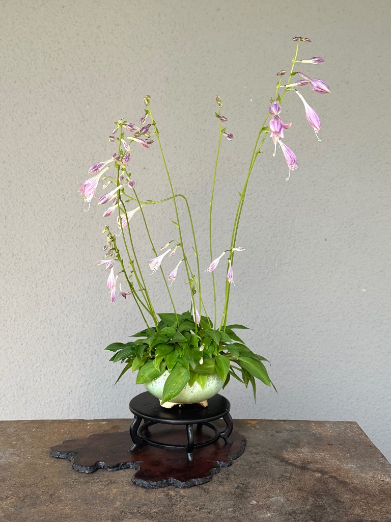 Hosta