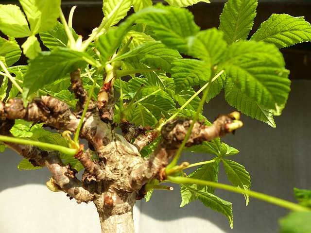 P1110226_13.6_k.jpg