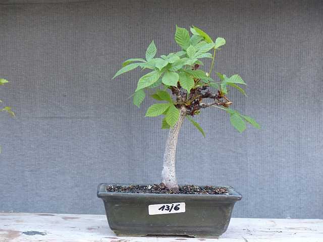 P1110196_13.6_k.jpg