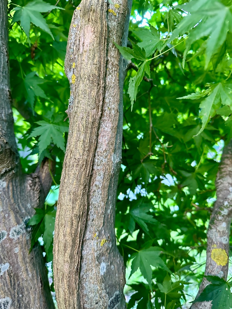 und ein aktuelles Bild 4 Jahre später: ein gut 2 cm überstehender Kalluswulst