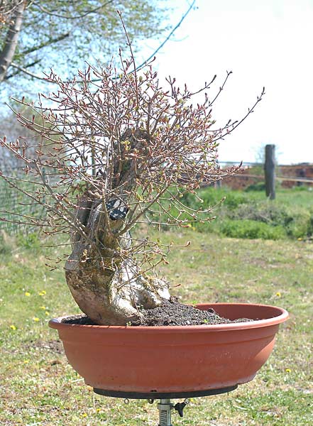 Dsc_1523v.jpg