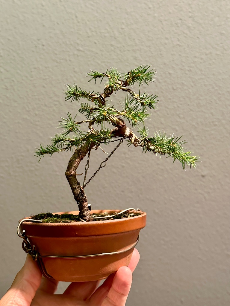 3: ähnlich 1 und etwas kompakter gehalten. Vielleicht den 1. Ast am Ansatz steiler abwärts drahten und den Baum etwas aufrichten?