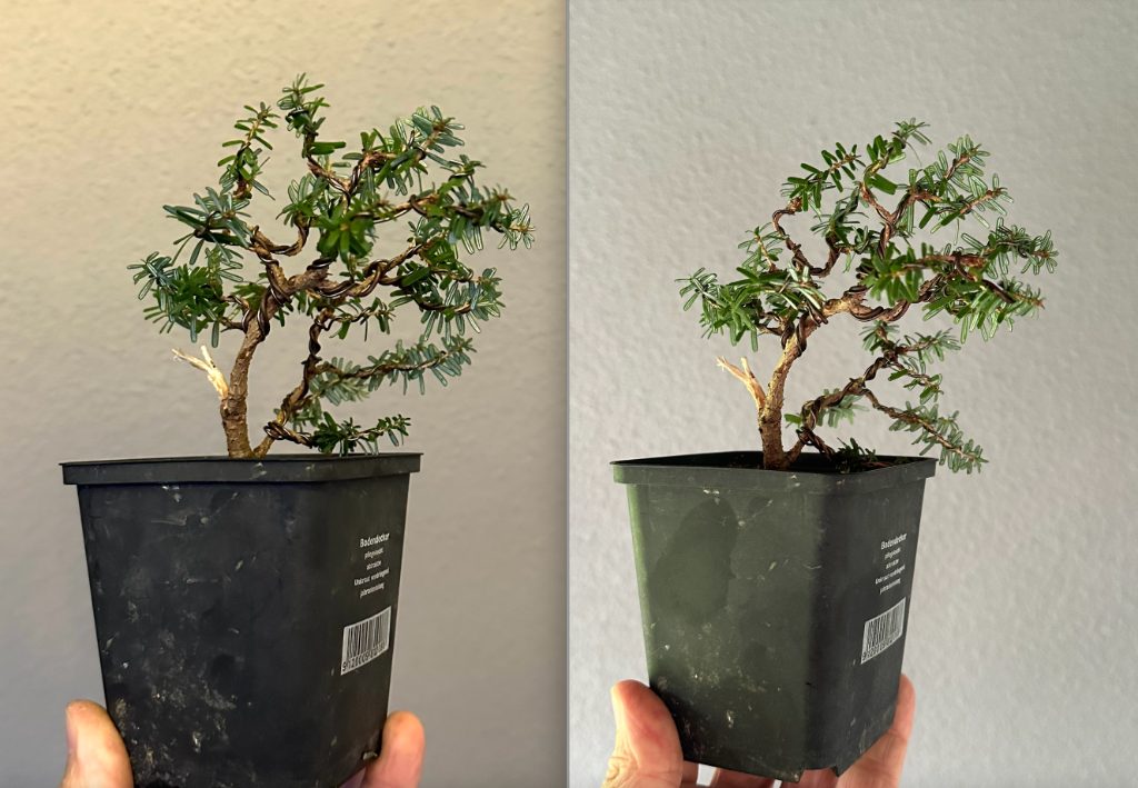 Am nächsten Tag: kleine Korrekturen, die die Silhouette besser abgrenzen