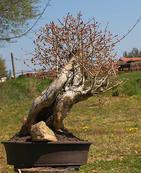 Das ist die Hinterseite. der Stein ist nicht zur Zierde da, sondern als Keil um zu verhindern, dass der Baum aus der Schale kippt.
