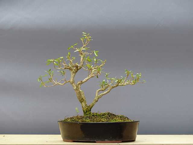 P1110309_k.jpg