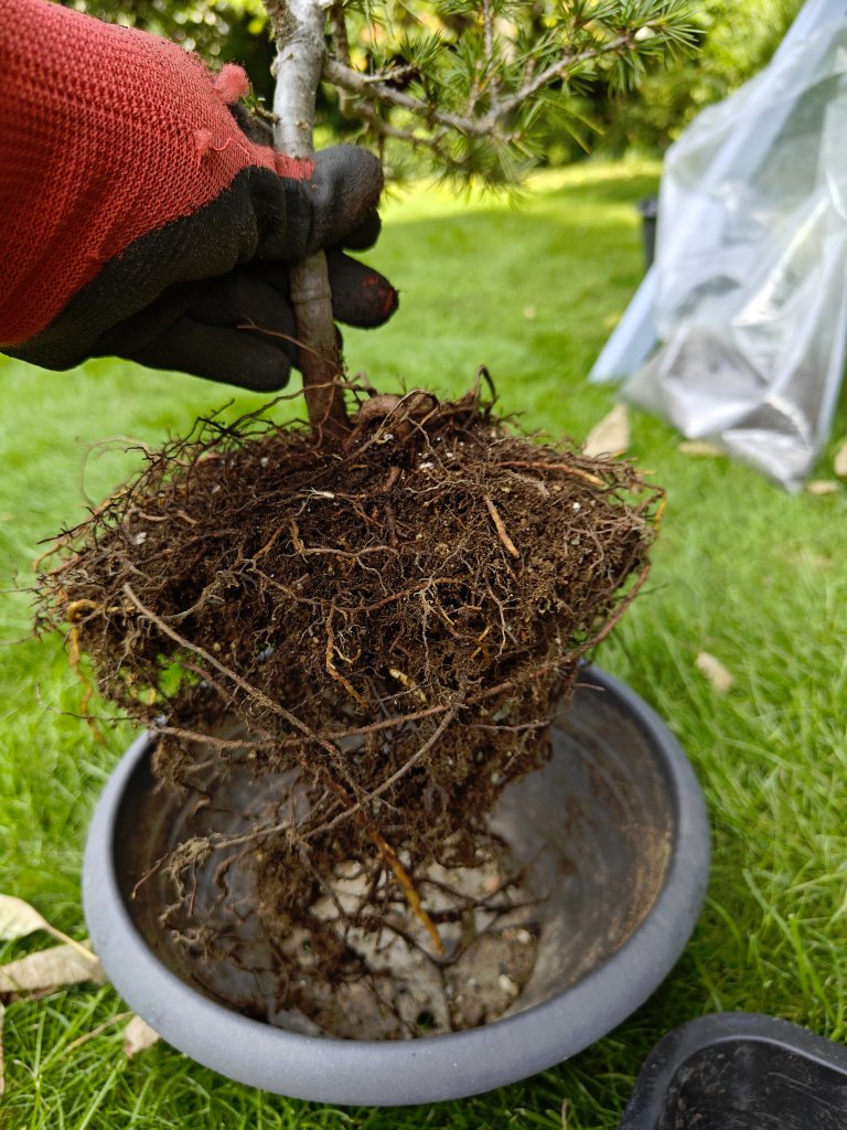 Wurzelballen vor dem Einkürzen