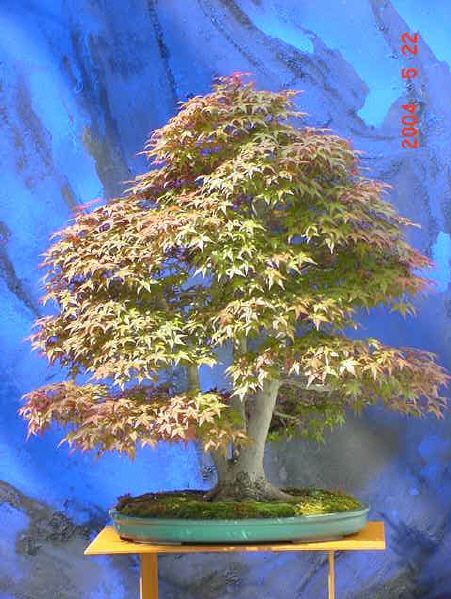 Acer Palmatum 1.jpg