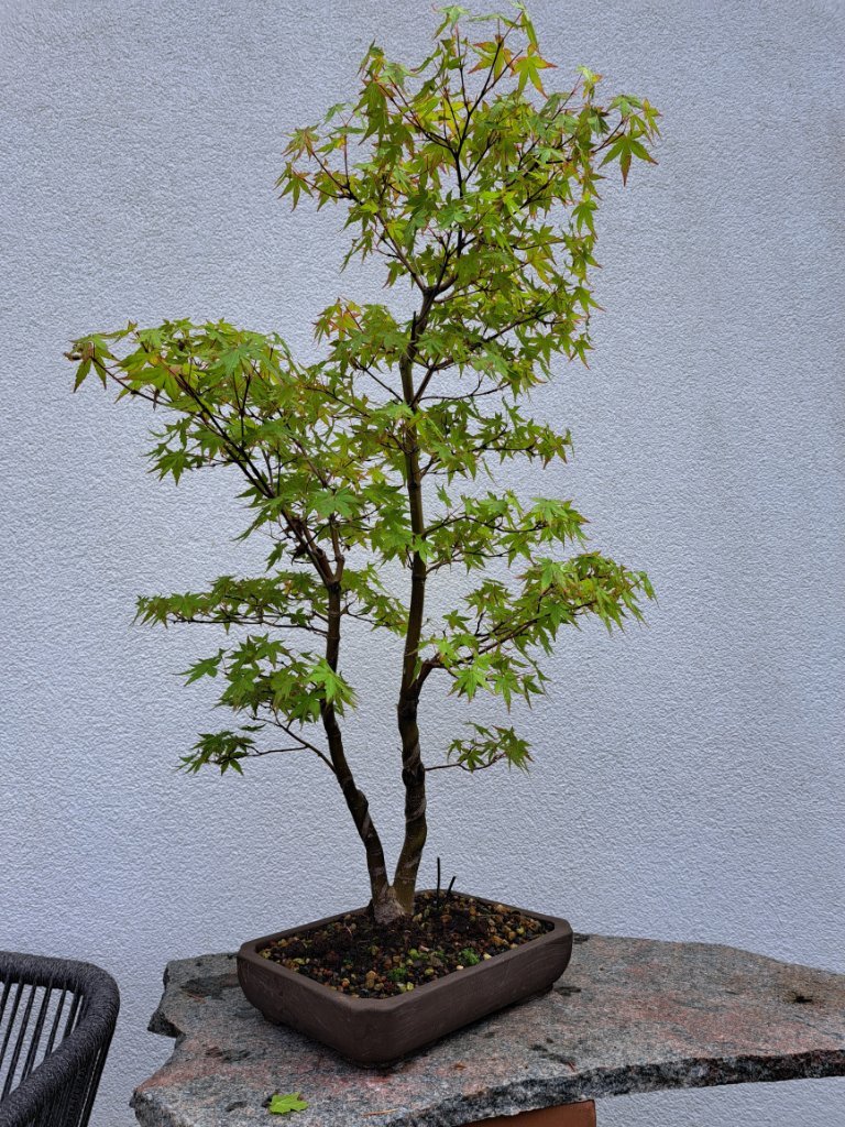 acer.palm.-75cm_Neb.-40mm_EUR-120_20240616_112151.jpg