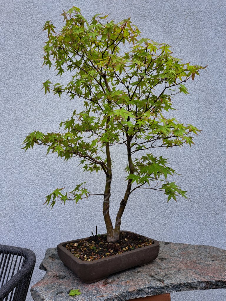 acer.palm.-75cm_Neb.-40mm_EUR-120_20240616_112137.jpg
