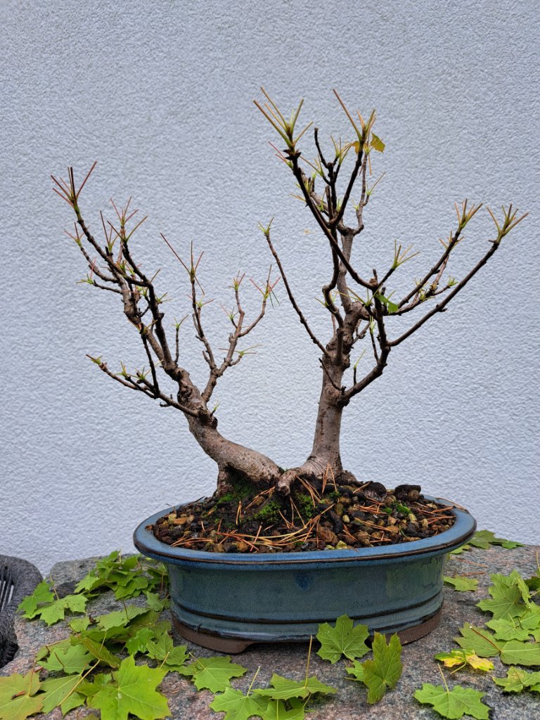 acer.palm.pseu.-35cm_Neb.-50mm_EUR-110_20240616_111949.jpg