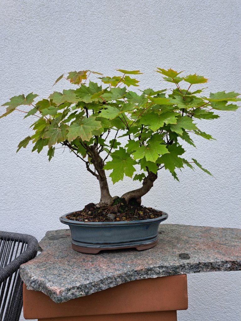 acer.palm.pseu.-35cm_Neb.-50mm_EUR-110_20240616_111255.jpg