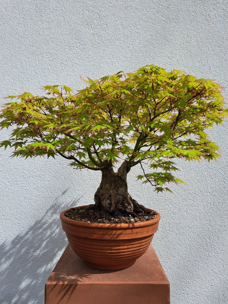 acer.palm.sumo.-40cm_Neb.-120mm_EUR-190_20240407_122102.jpg