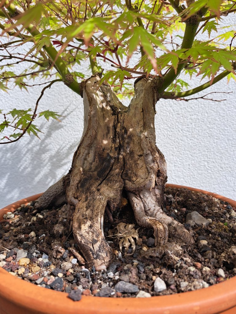 acer.palm.sumo.-40cm_Neb.-120mm_EUR-190_20240407_122111.jpg