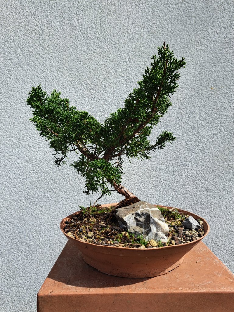 jun.chin.ü.St._H-20cm_Neb.-30mm_EUR-60_20240407.jpg
