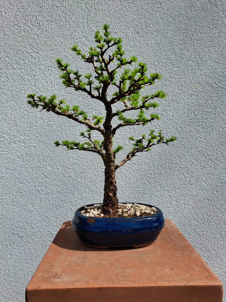 larix decidua_H-35cm_Neb.-40mm_EUR-140_20240407_115919.jpg