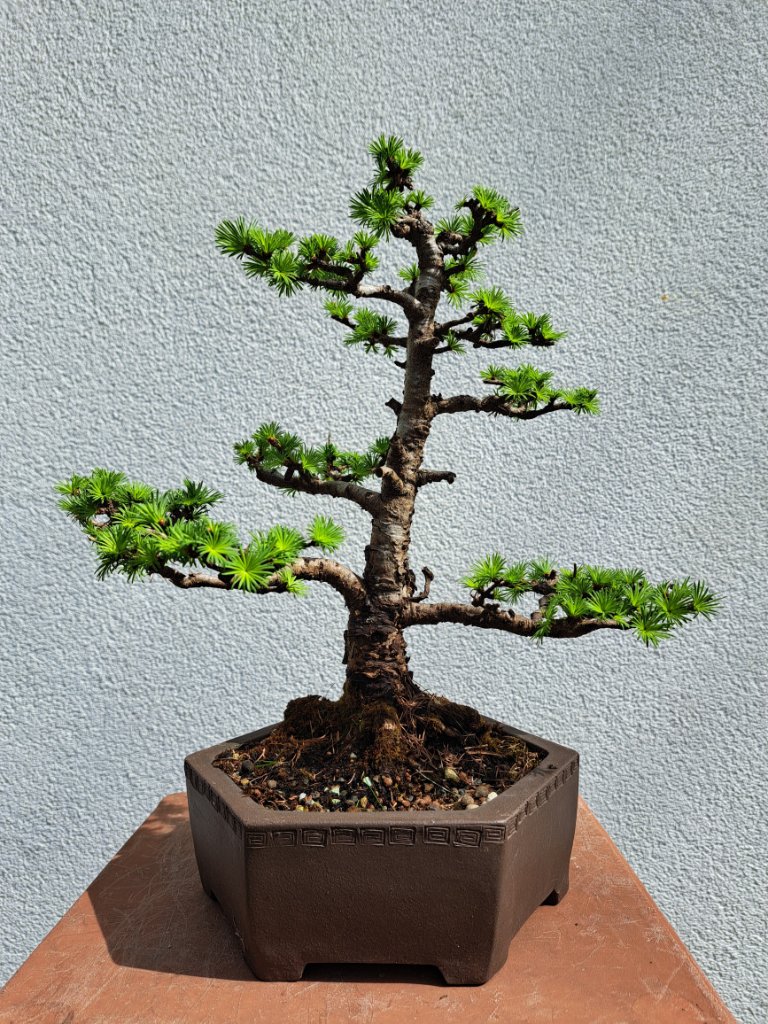 Larix kaempf_H-30cm_Neb.-40mm_EUR-120_20240407_115835.jpg