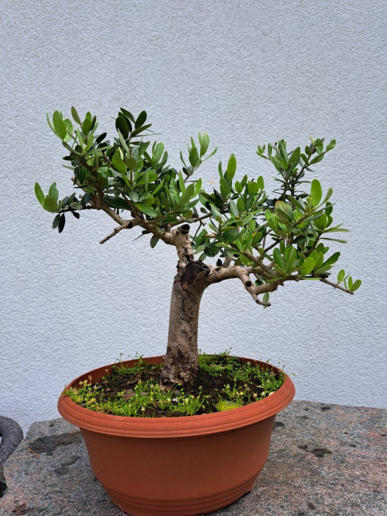 olea_H-30cm_Neb.-40mm_EUR-80_20240616_112224.jpg