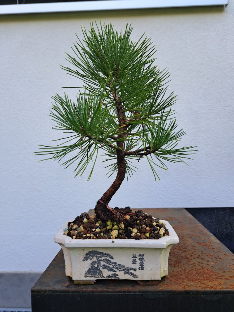 pinus cembra_H-30cm_Neb.-20mm_EUR-60_20240904_091029.jpg