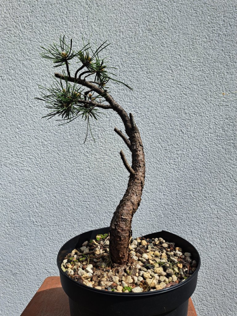pinus mugo_H-35cm_Neb.-30mm_EUR-70_20240407_115949.jpg