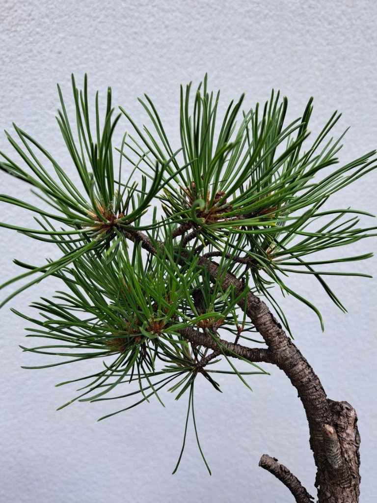 pinus mugo_H-35cm_Neb.-30mm_EUR-70_20240616_112323.jpg