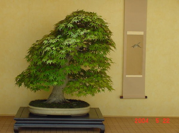 ACER.jpg