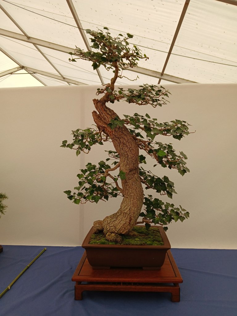 ein mächtiger Efeu