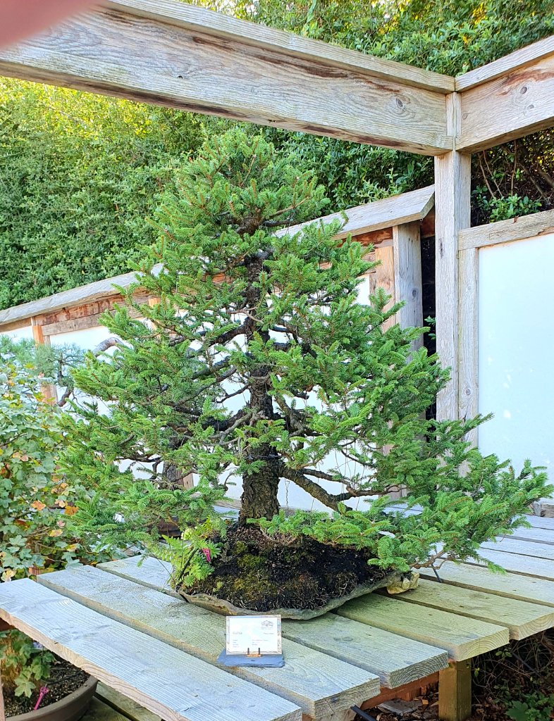 Fichte aus Bonsai Museum DD 2024-09.jpg