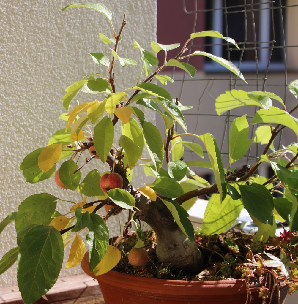 IMG_3598mv.JPG