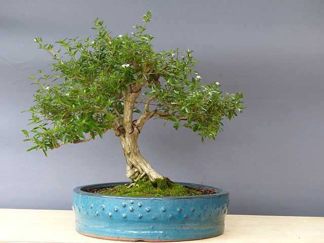 P1110472_k.jpg