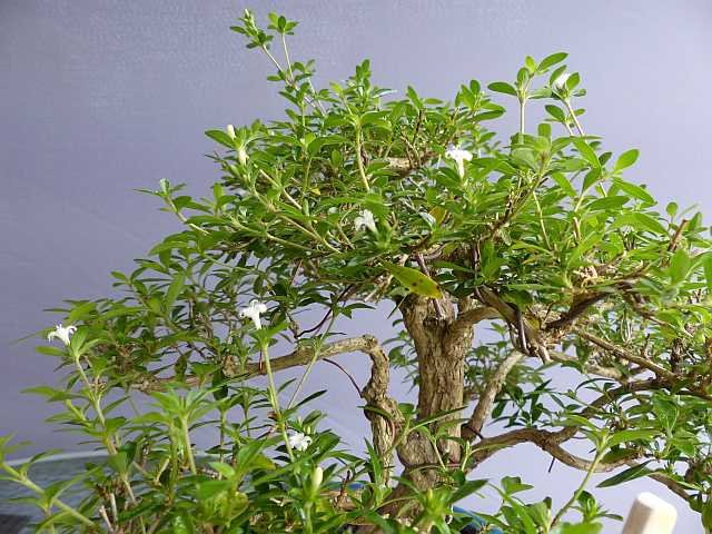 P1110475_k.jpg