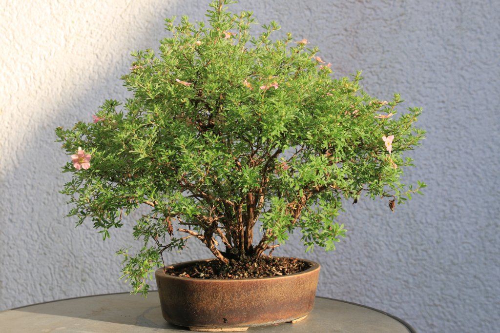 Poti_015.JPG