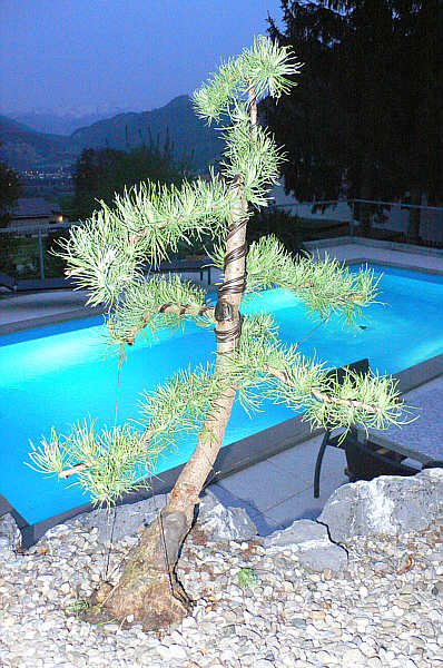 Larix geschnitten 240407.jpg