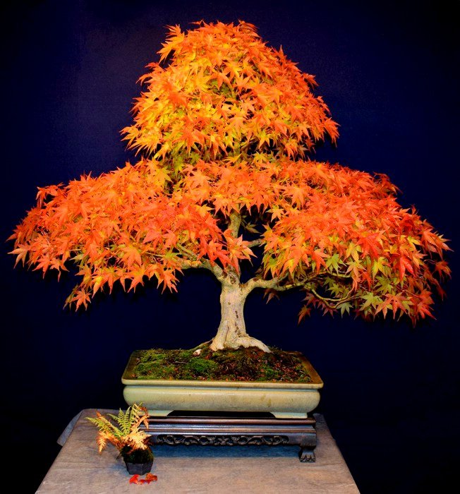 ahorn herbst24.JPG